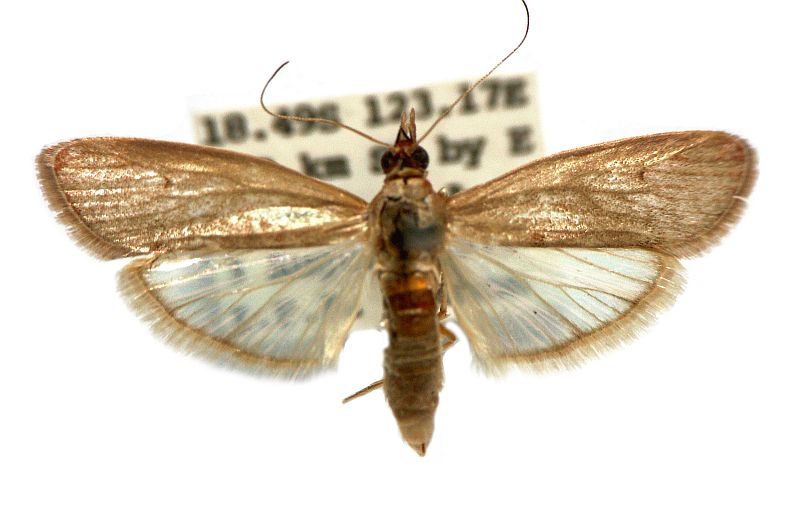 Syntonarcha iriastis