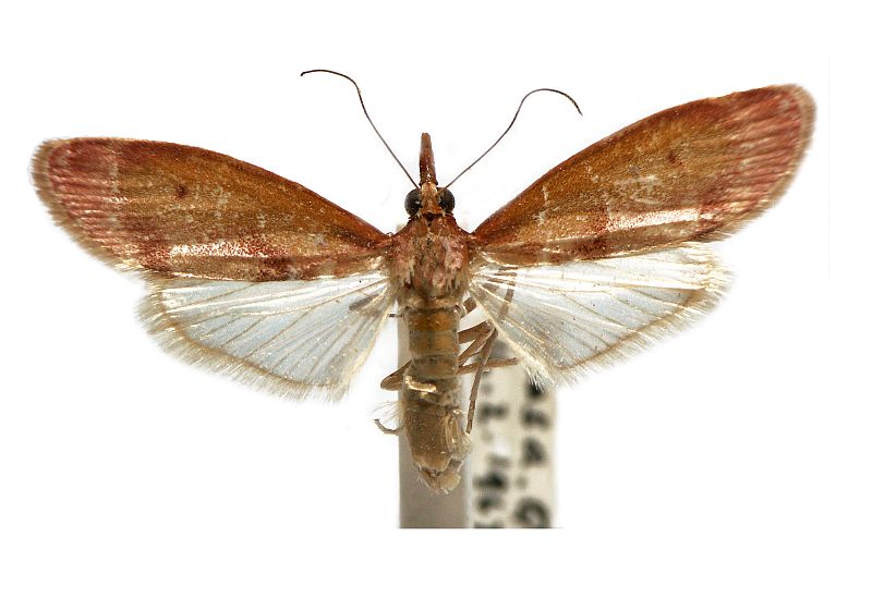 Syntonarcha vulnerata