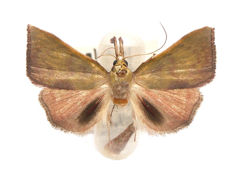 Tanaobela chrysochlora