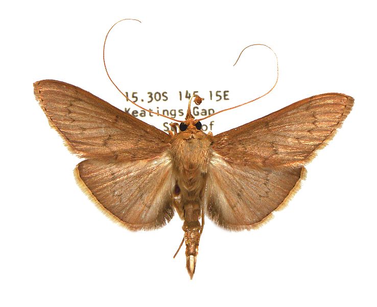 Tetridia caletoralis