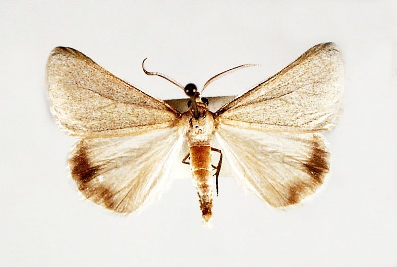 Thalaina allochroa