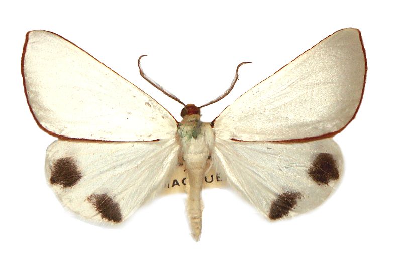 Thalaina chionoptila