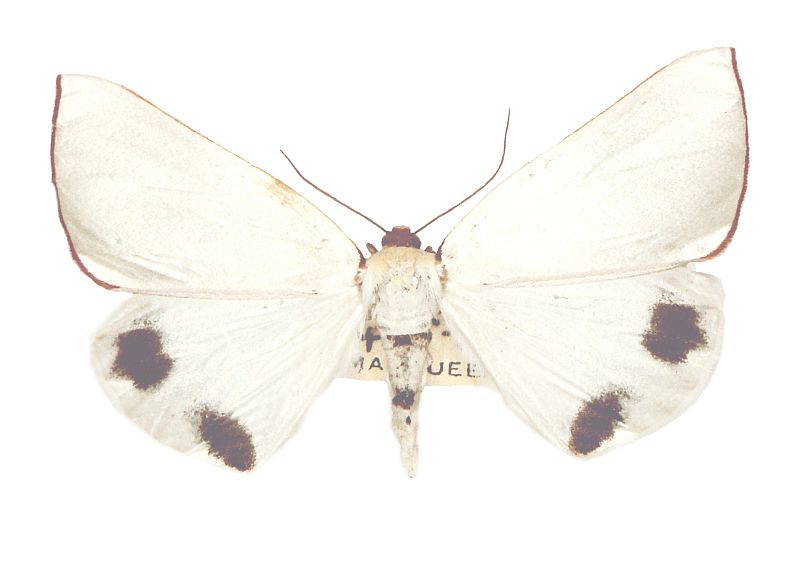 Thalaina chionoptila