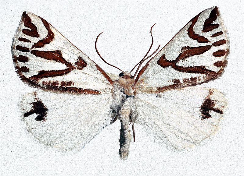 Thalaina inscripta