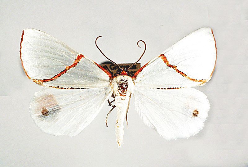 Thalaina selenaea