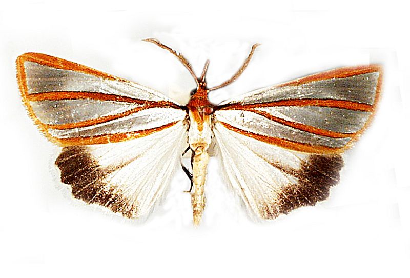 Thalaina tetraclada