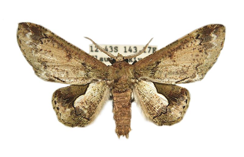 Thaumatographe singularis