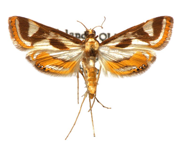 Theila siennata