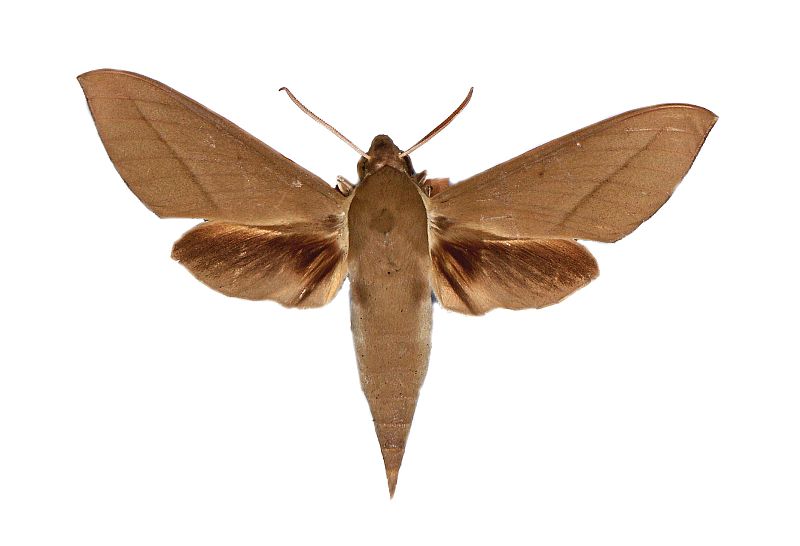 Theretra inornata