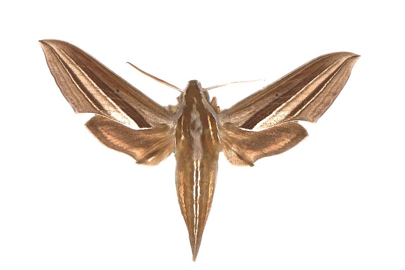 Theretra oldenlandiae