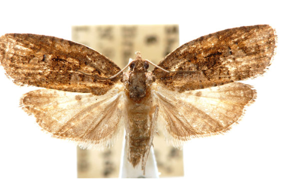 Tortricinae: Archipini s. str. – Australian Moths Online