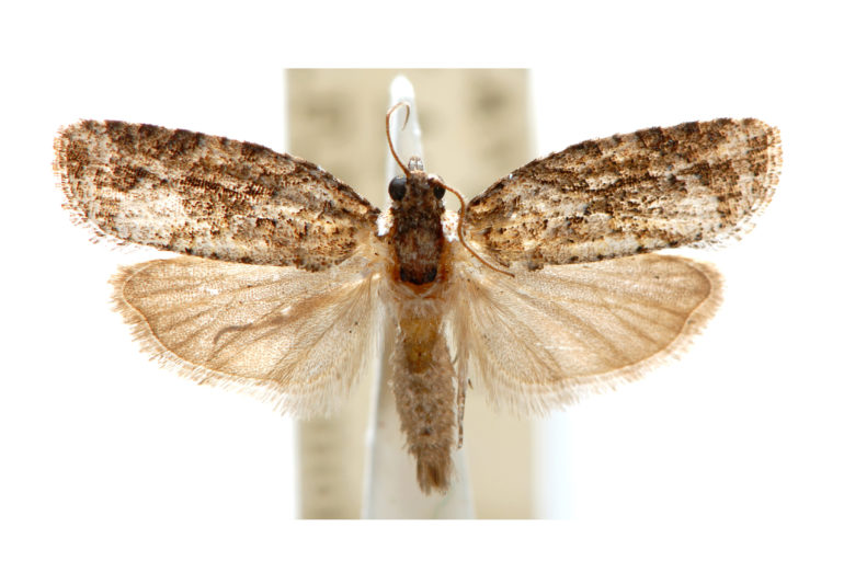 Tortricinae: Archipini s. str. – Australian Moths Online