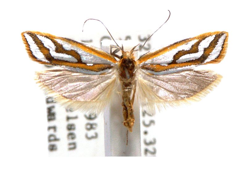 Thudaca campylota