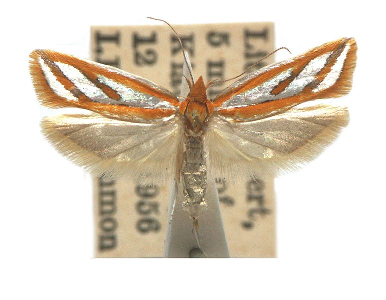 Thudaca crypsidesma