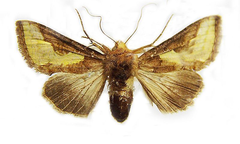 Thysanoplusia orichalcea_pest