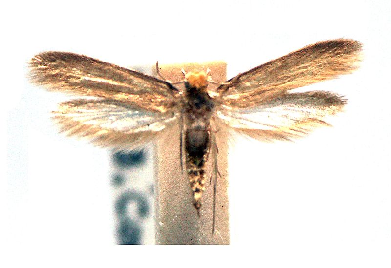 Tinea bisselliella