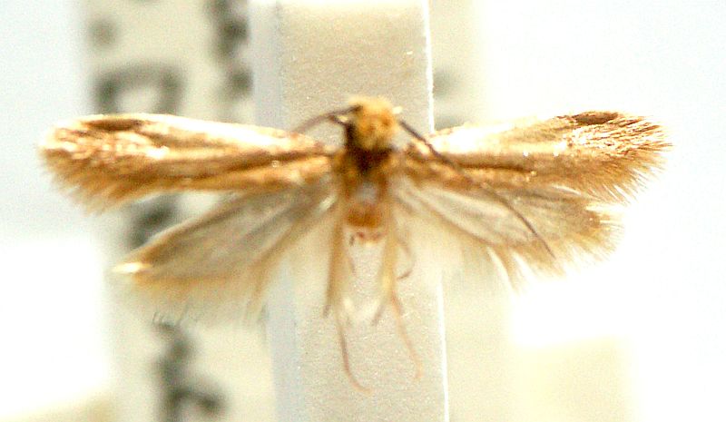 Tinea murariella