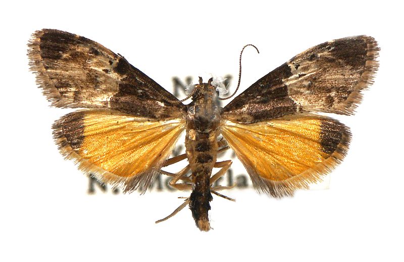 Titanoceros thermoptera