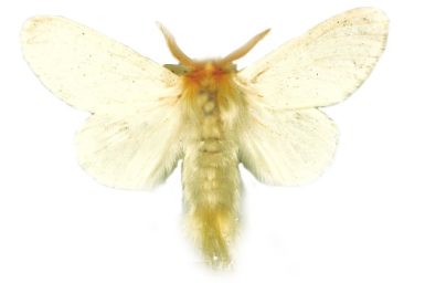 Trichiocercus sparshalli
