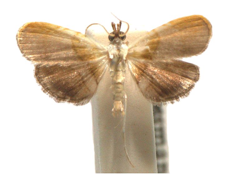 Trichophysetis poliochyta