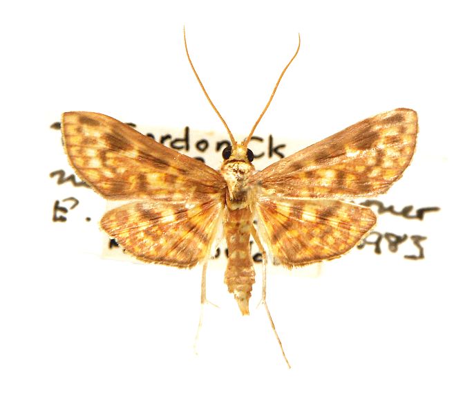 Trigonobela nebridopepla