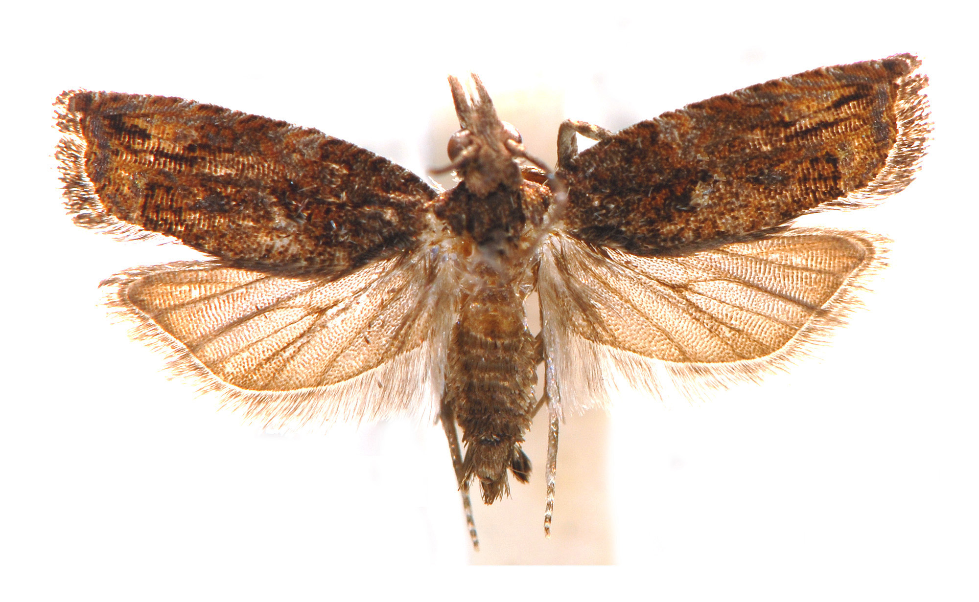 Tritopterna capyra