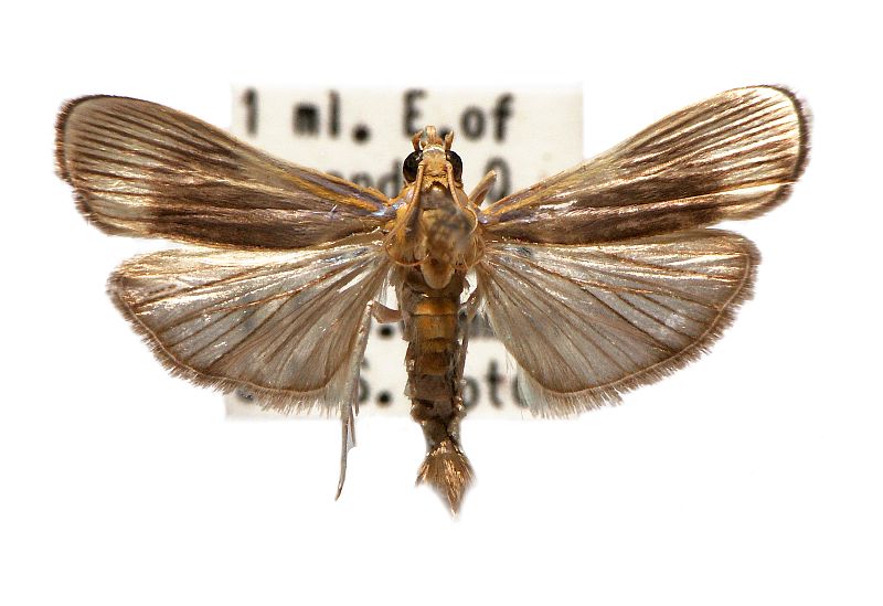 Tyspanodes creaghi