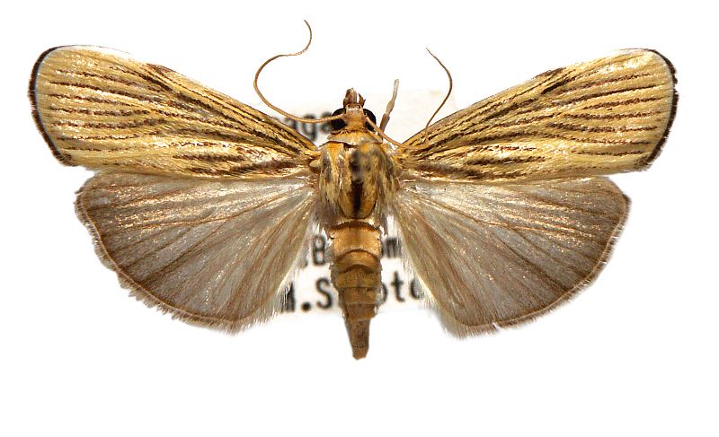 Tyspanodes linealis