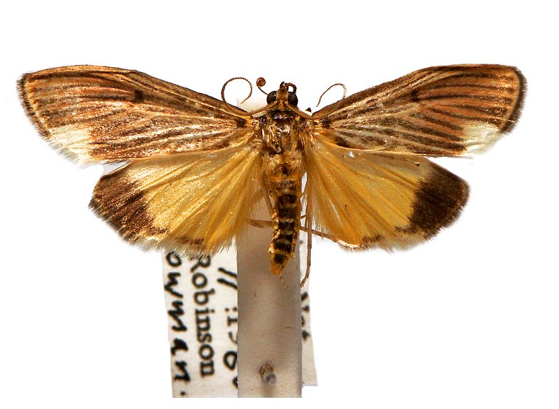 Tyspanodes metachrysialis