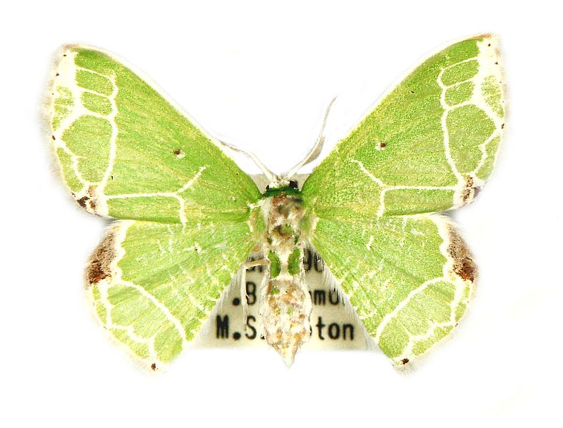 Uliocnemis biplagiata