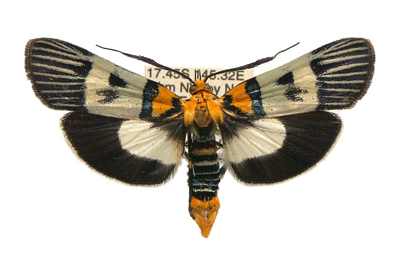 Vitessa glaucoptera