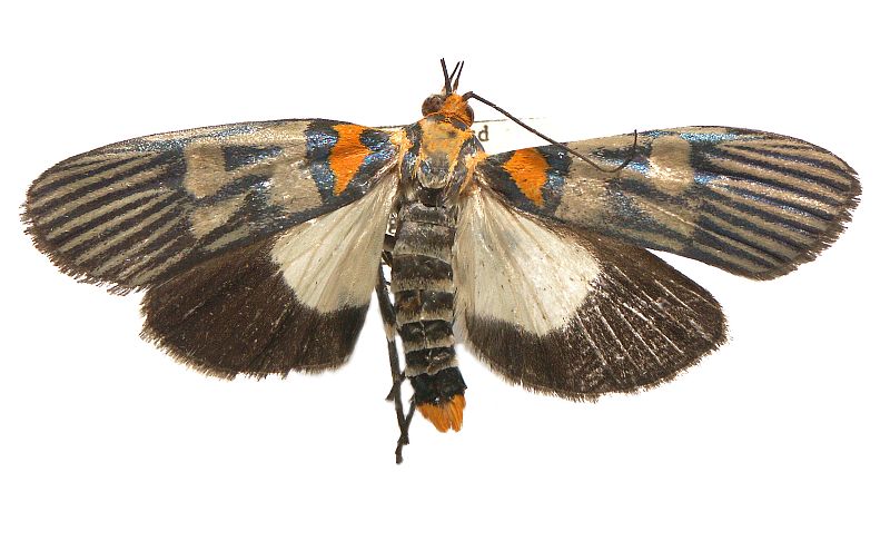 Vitessa plumosa Hampson, 1896 – Australian Moths Online