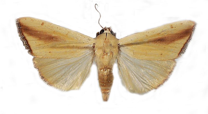 Xanthodes congenita