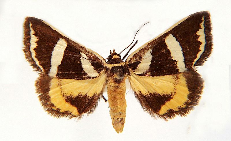 Xenogenes chrysoplaca