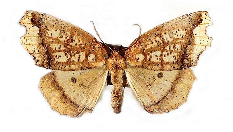 Xylodryas leptoxantha