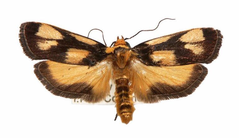 Xylorycta heliomacula (Lower, 1894) – Australian Moths Online