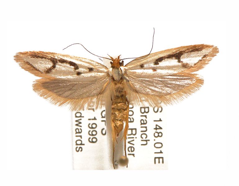 Xylorycta sigmophora