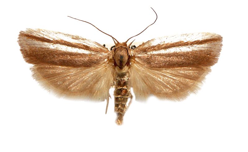 Xylorycta strigata