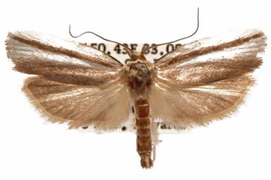 Xylorycta strigata