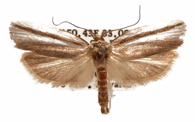 Xylorycta strigata